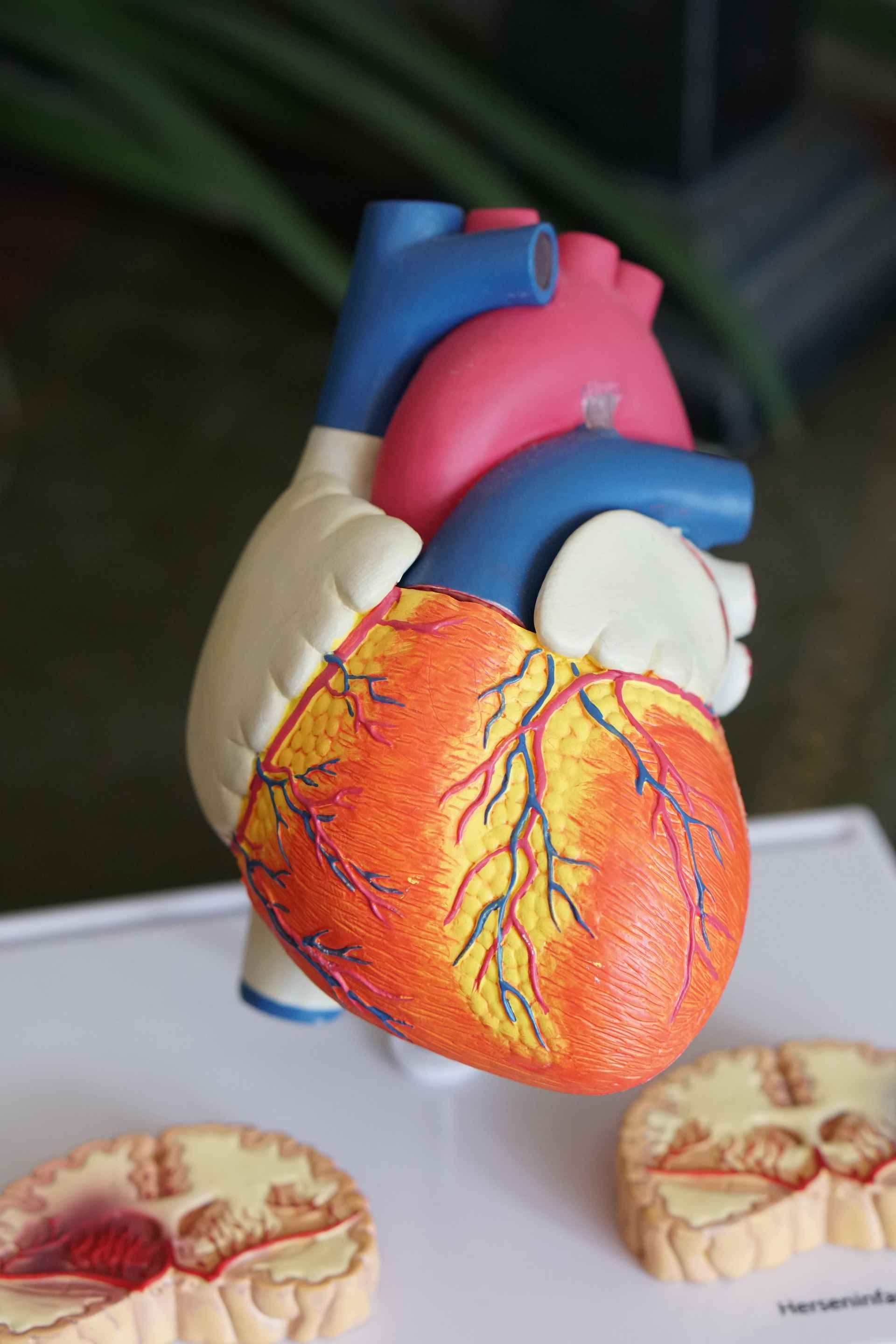 Image displaying a model version of a human heart.